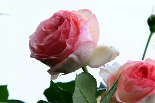 玫瑰花语：1到100朵玫瑰花的象征意义与图片1到100朵玫瑰花花语-第1张图片